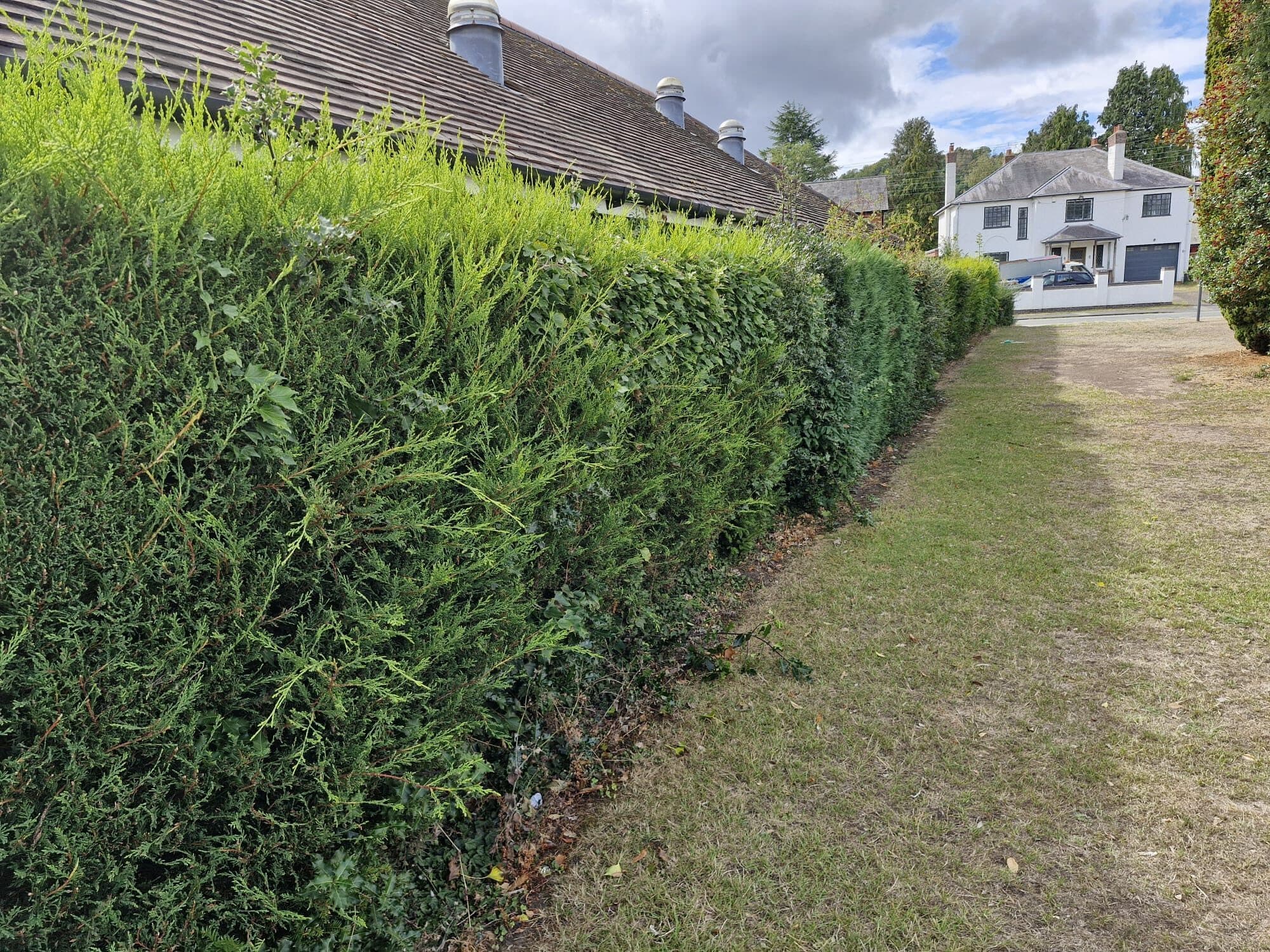 A tall conifer hedge running the length of a path beside a house