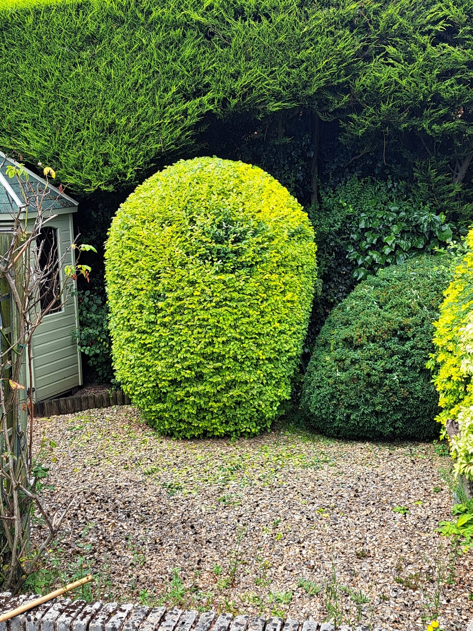 Hedge trimming image by D.J.W
