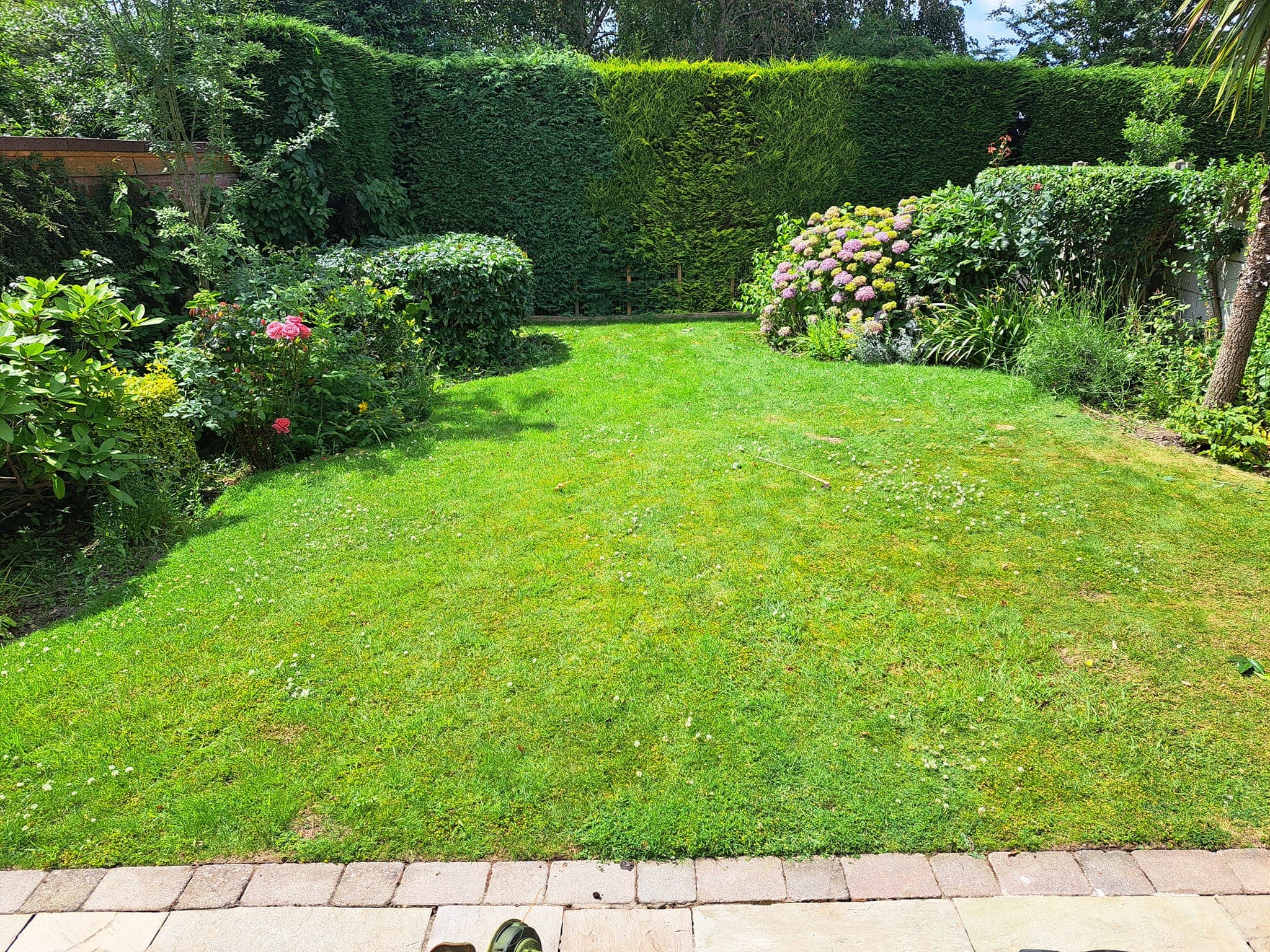 A lawn with curved, planted borders and flowering shrubs